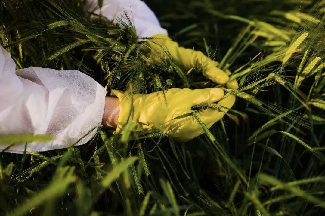 境外间谍对我国农田下手了据国家安全部微信公众号消息，近年来，境外间谍情报机关对