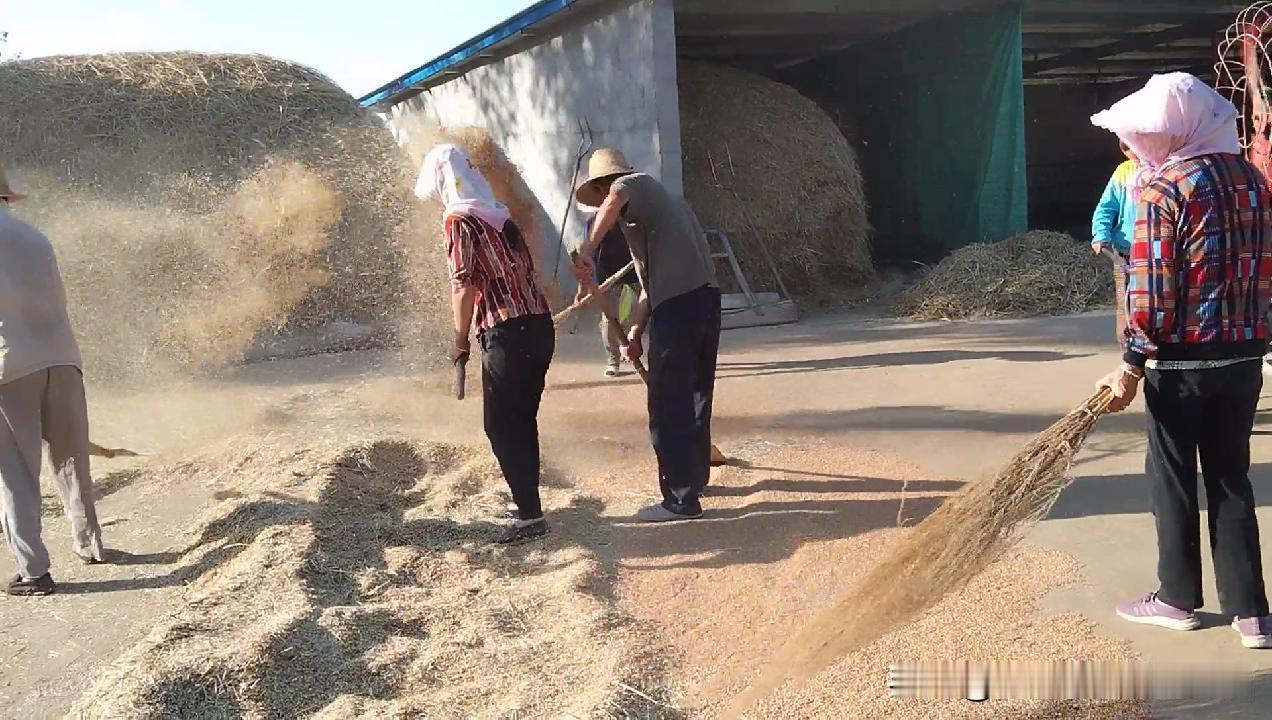 当年为啥非要搞包产到户？说白了，就是被逼到绝路上，再不改，老百姓连肚子都填不饱！