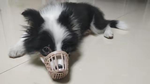 近日，河南商丘发生一起令人愤慨的事件。网红博主“瘦猴”的百万粉丝边牧犬“锄头”在