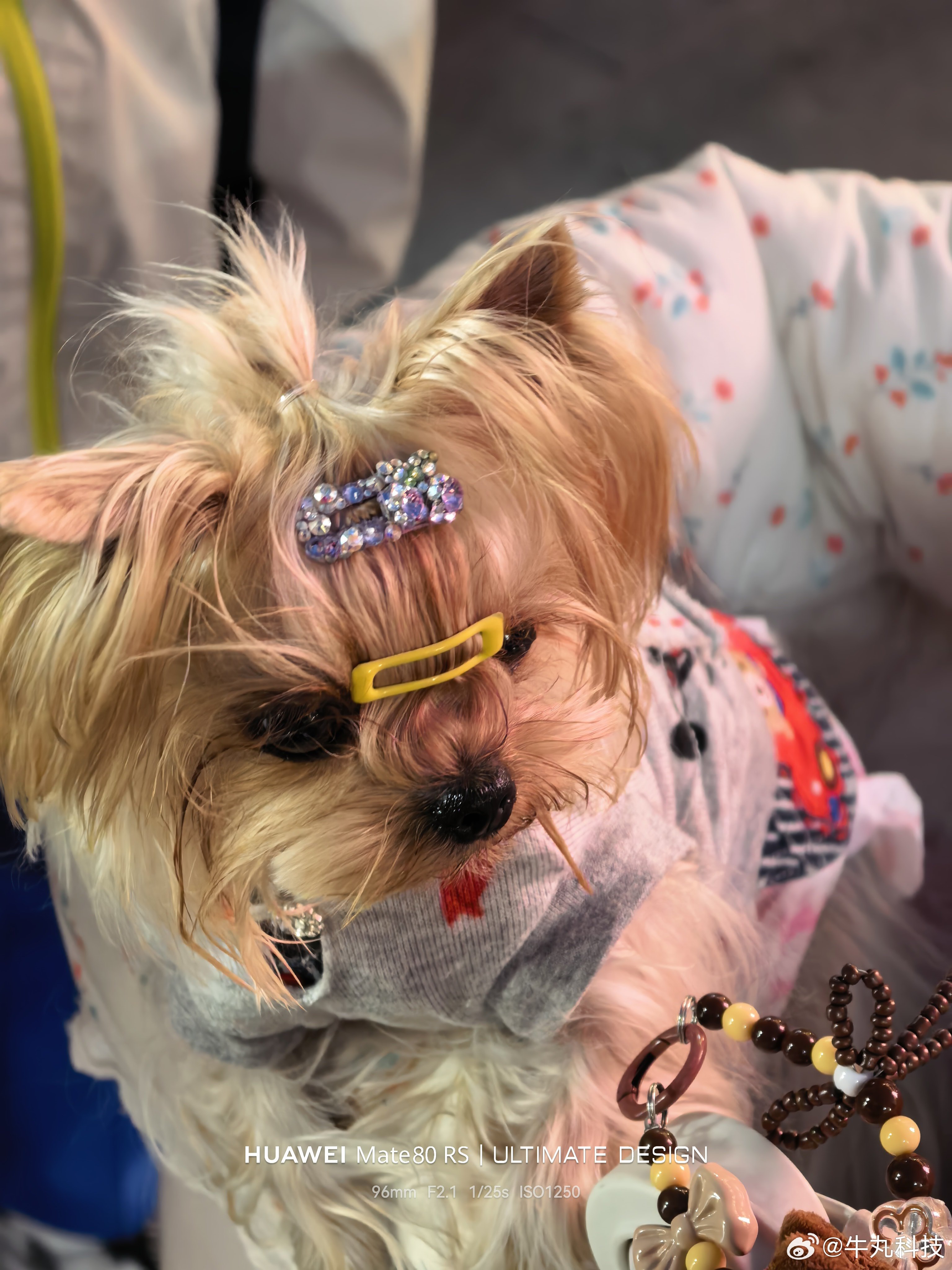 求问：想养一个小体型宠物狗狗🐶新手最适合养什么品种啊？🤔深圳