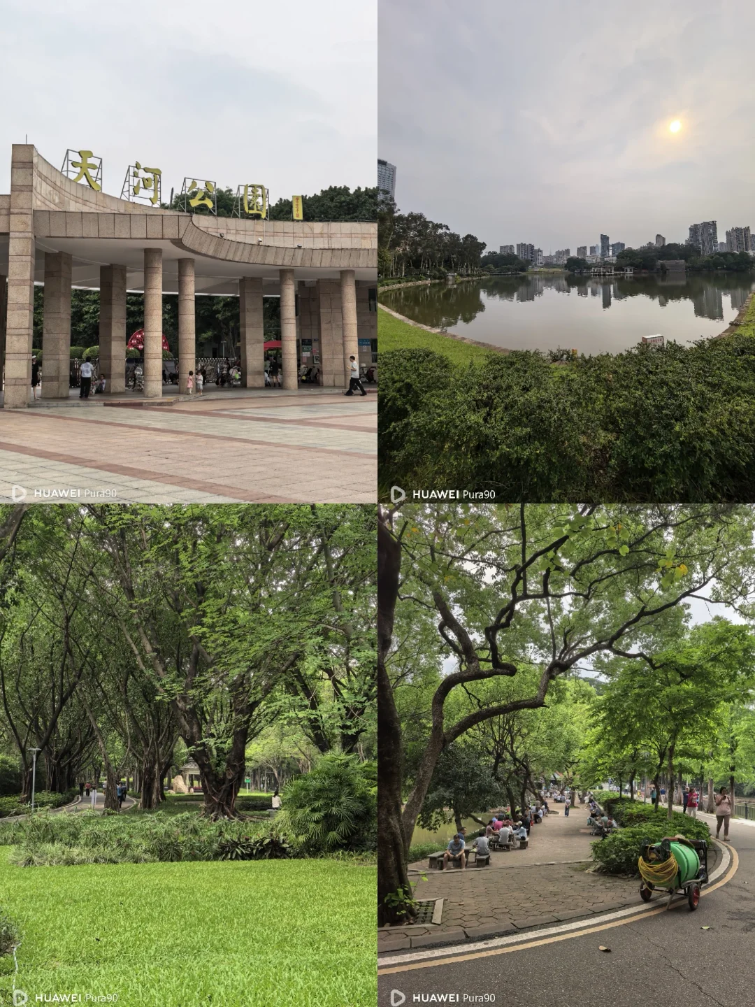 广州天河公园：老树大树很多，但鲜花很少