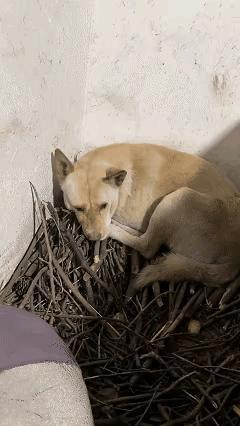 万物皆有灵！重庆，一女子的亲戚骤然离世，她去亲戚家收养他留下的狗狗，谁知，当她来