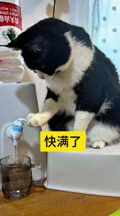 俺叫俺家这黑白花小猫帮忙接杯水，眼瞅着杯子里头水都快漫沿儿了，我赶紧搁旁边吆喝：