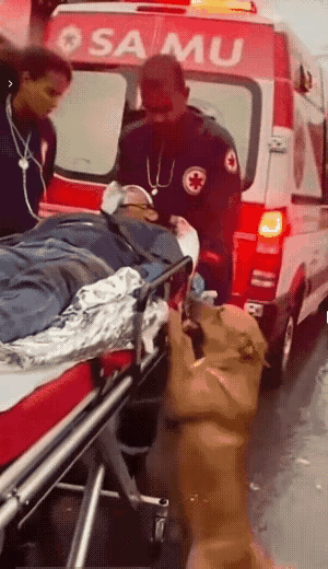 泪目了！一位大哥养了一只狗狗，平时就特别疼爱它，狗狗也十分依赖他，大哥也经常带着