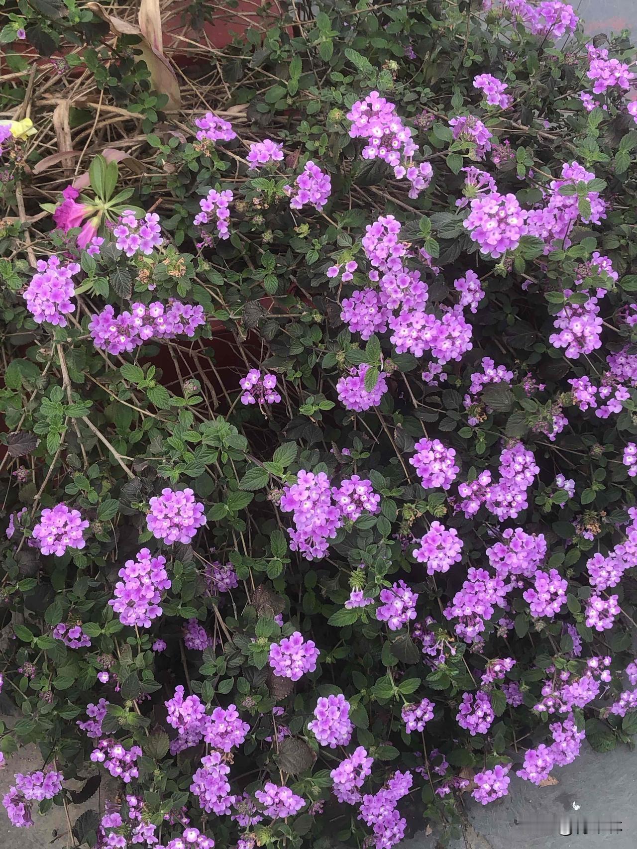 今天天气晴朗，逛红梅公园，随手拍的小花花也太治愈啦！紫莹莹的马缨丹、紫白渐变的角