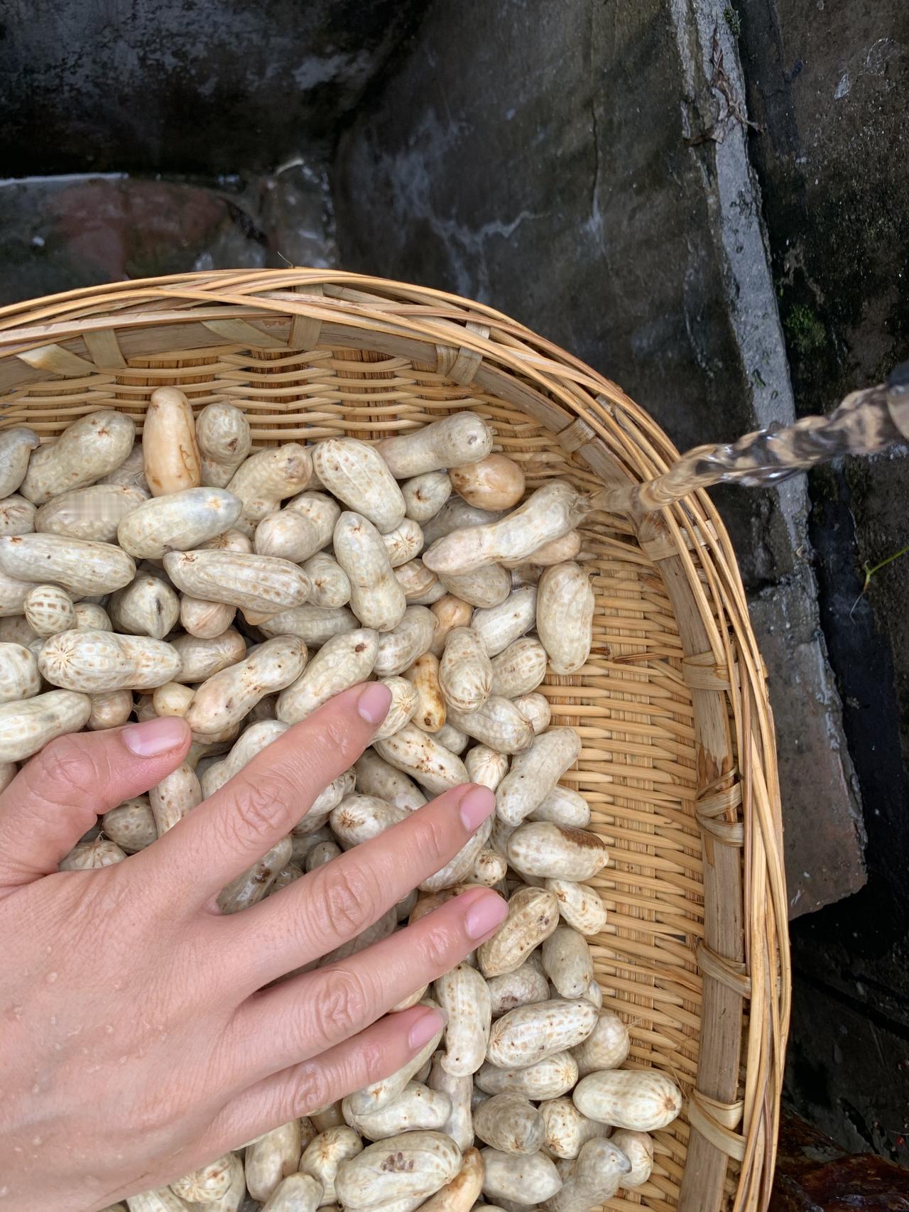 昨天晚上我们就回成都了，因为我老公要上班，今天我就想着把幺舅妈拿的花生洗了，给煮