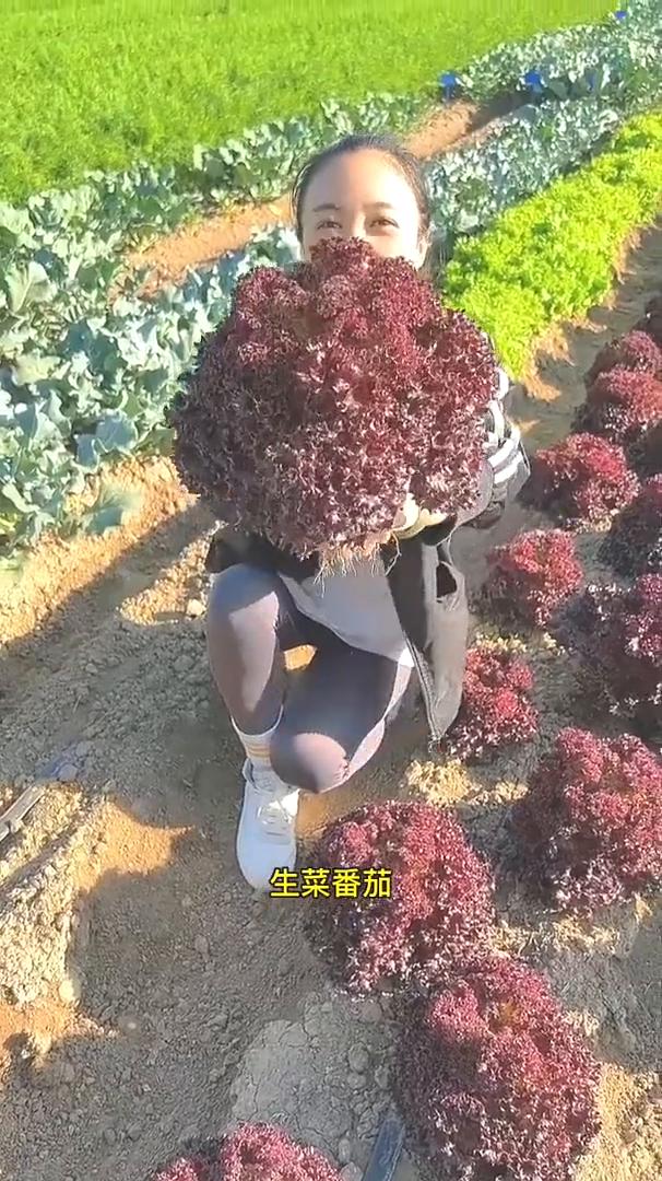 七月份适合种植哪些蔬菜？七月份都适合种植哪些蔬菜你知道吗？芹菜、莴笋、香菜、萝