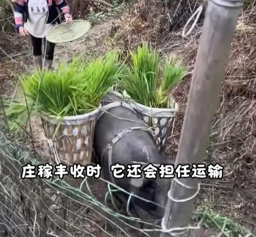 身为一头猪，却走了牛马的路：云南有一头叫“小博士”的猪火了，主人杀其他猪它递水管