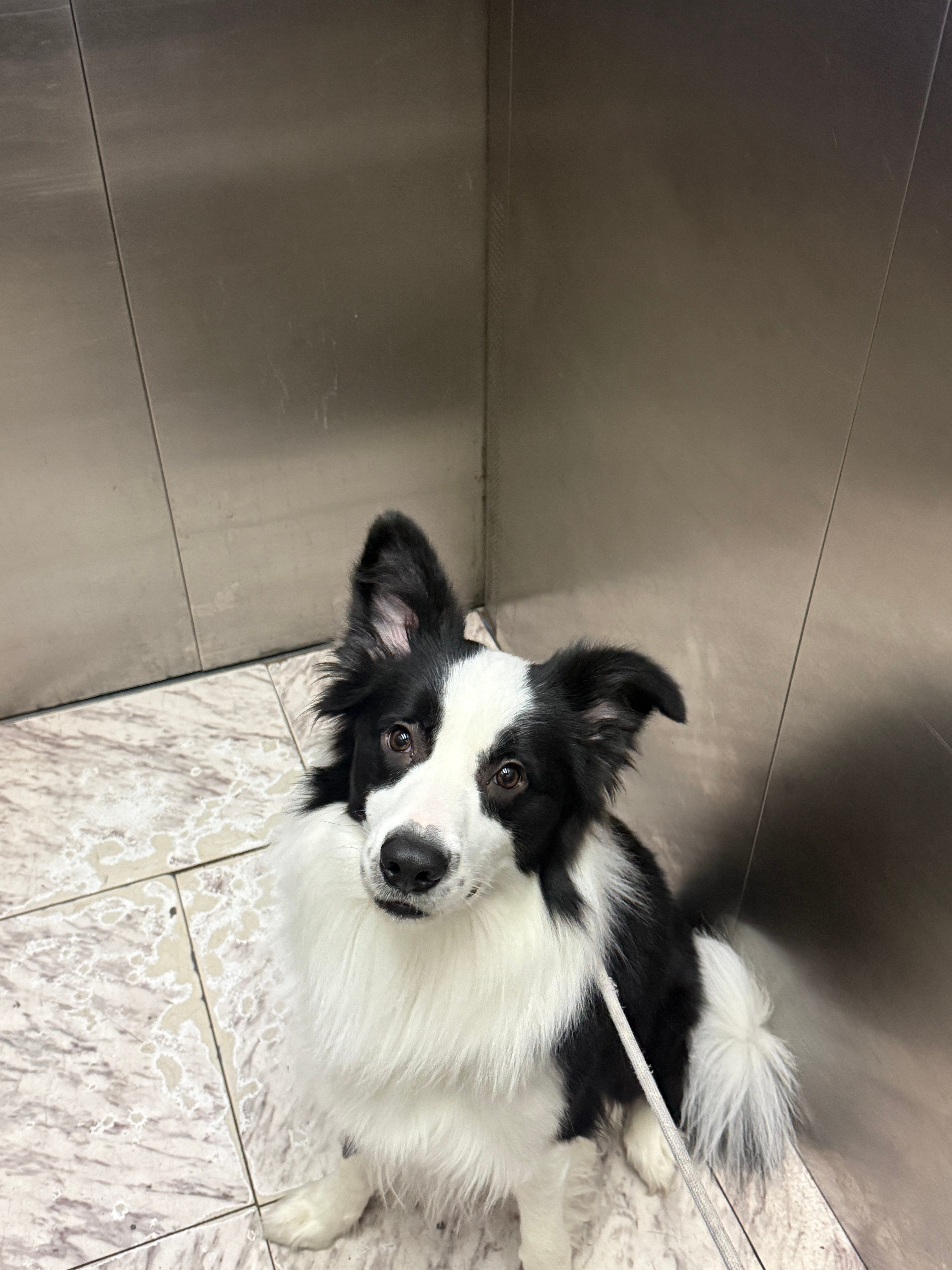 嗨嗨早哇～每次遛狗我都恨不得拍个八百张