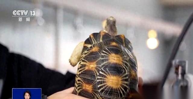 一只龟，三万块。还不是那种传说里能驮着房子走的神兽，就是一只非洲来的豹纹陆龟。