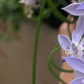 拉培疏的种植方法拉培疏是鸢尾科冷门球根花卉，花瓣布满白、紫、橙三色纹路，花香清雅