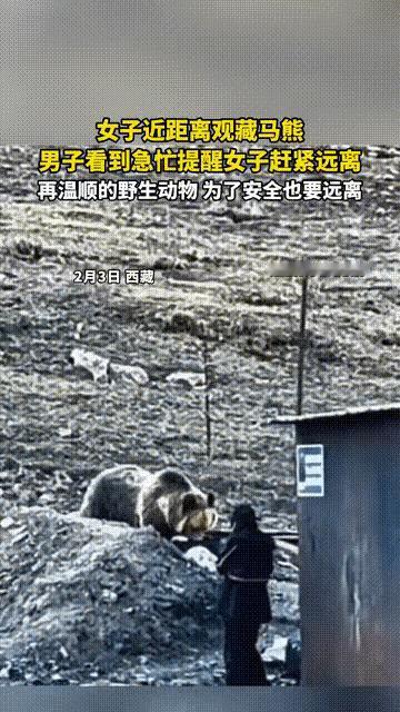 傻女人胆子大！2月3日，西藏某地发生令人心惊的一幕，一名年轻女子近距离观看野生藏