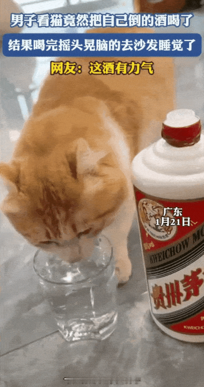 广东一名男子因在家无聊，拿出酒来喝，没想到刚倒上，猫咪就跳到桌子上“品尝”起来。