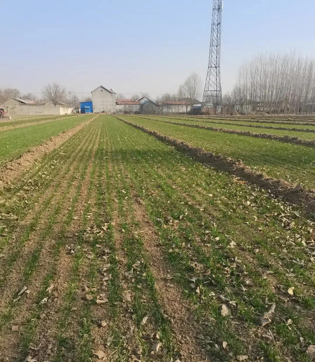 德州小麦去年秋天被雨泡得播不下去，最晚拖到11月底才下地，苗弱得像头发丝，农民心