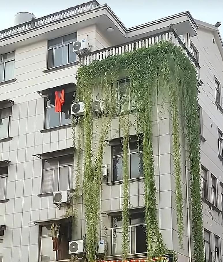 遇到这样的邻居，真的太幸福了浙江金华一位住在顶楼的邻居，平时就喜欢在阳台种植一