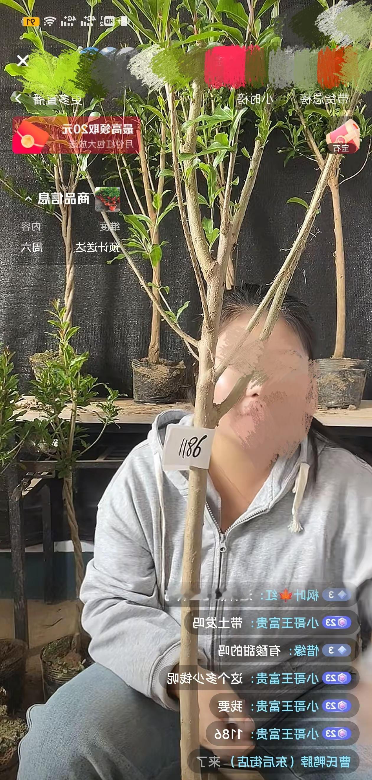 网上买的树，说好的南北方都能活😭。直播选树网购苗木种苗木就要种精品真实拍