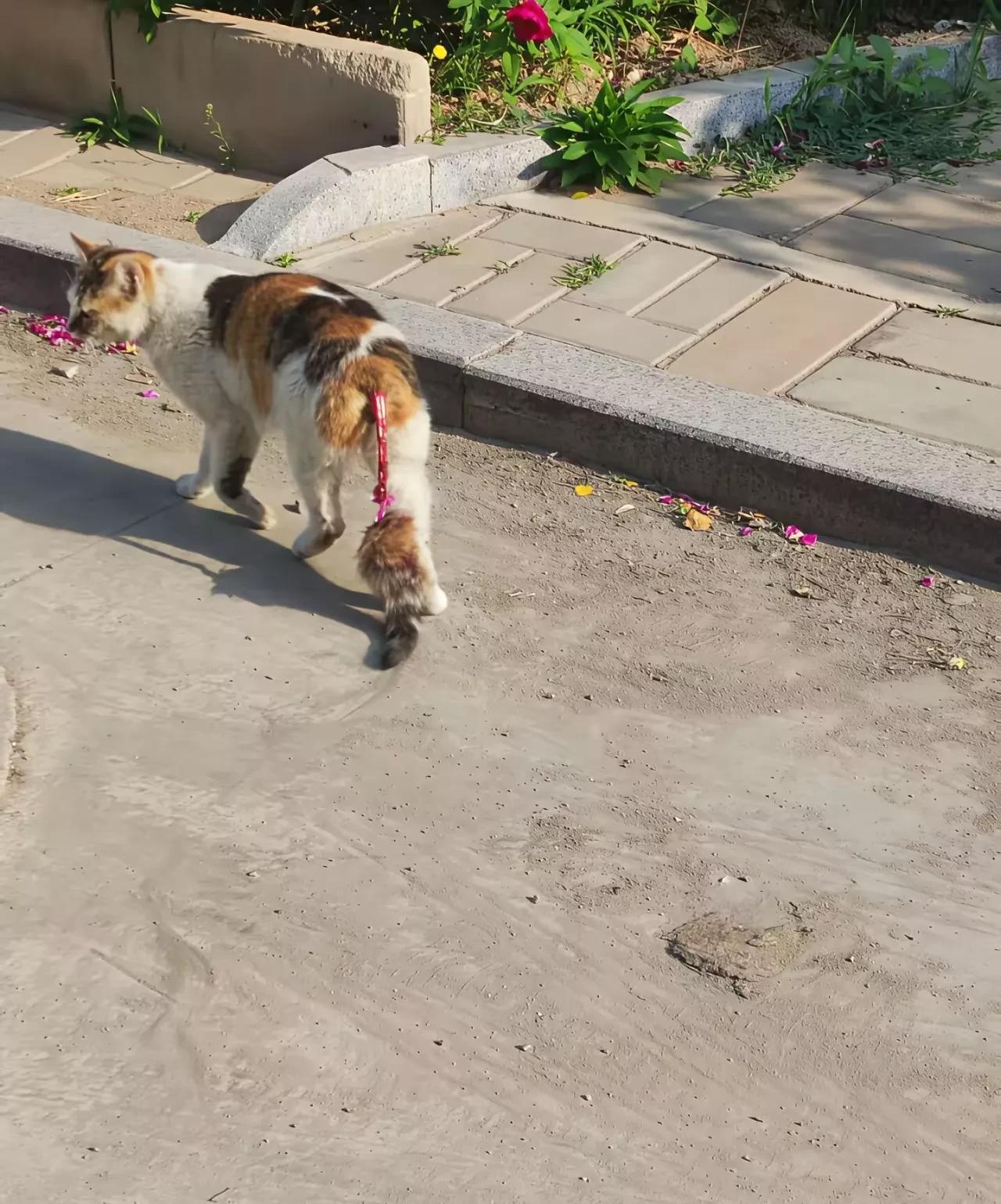 傍晚在公园散步，发现一只流浪猫不知道什么原因，被人把尾巴剥了皮，尾骨清晰可见，上