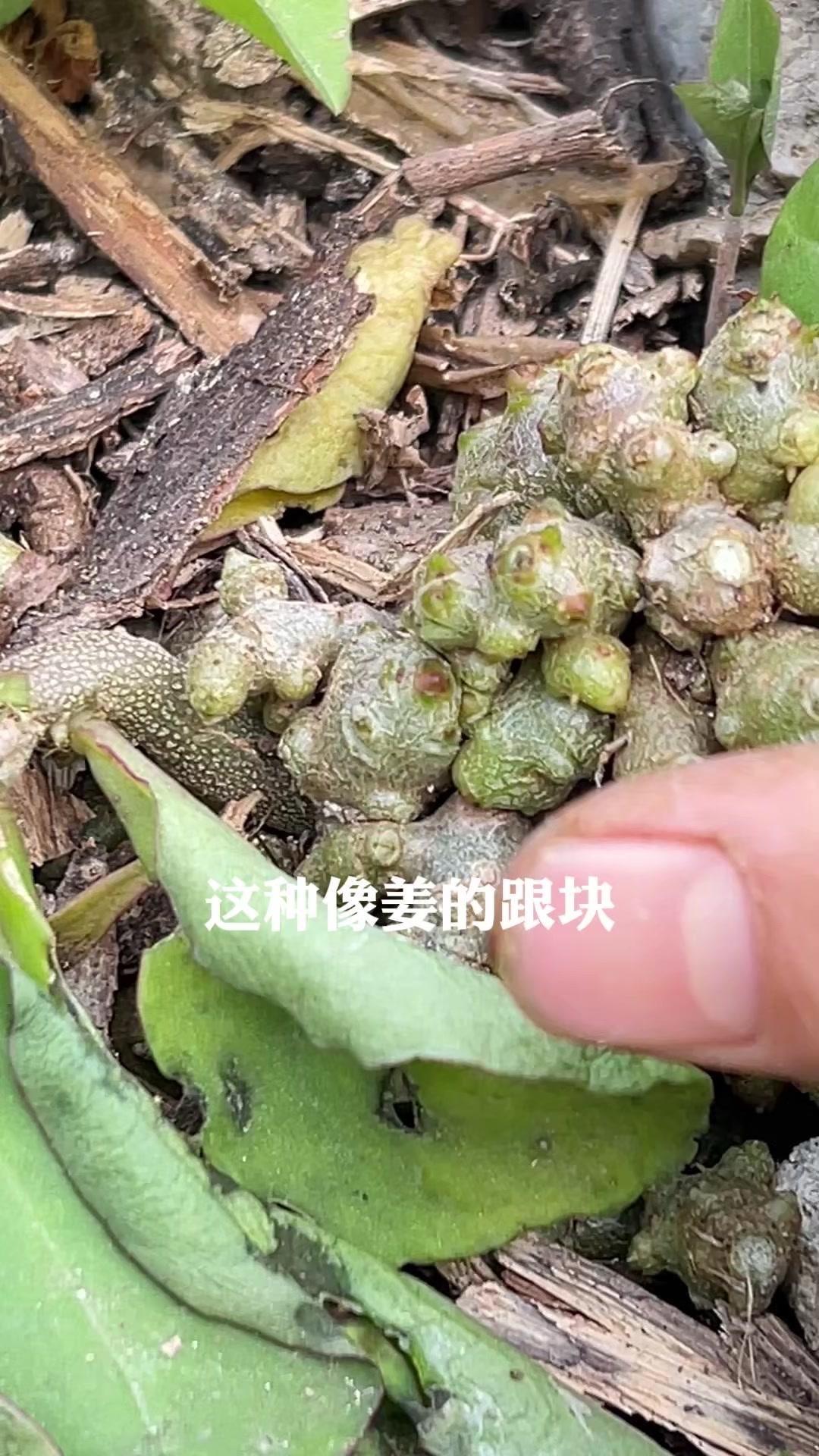 它的株芽很特别，既能煲汤又能泡酒，用处可真不少。