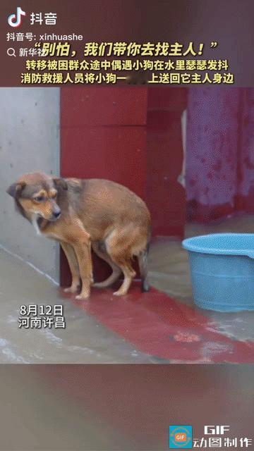 泪目了。河南许昌，一只小狗在暴雨中瑟瑟发抖，看起来可怜又无助，一位转移群众的消防