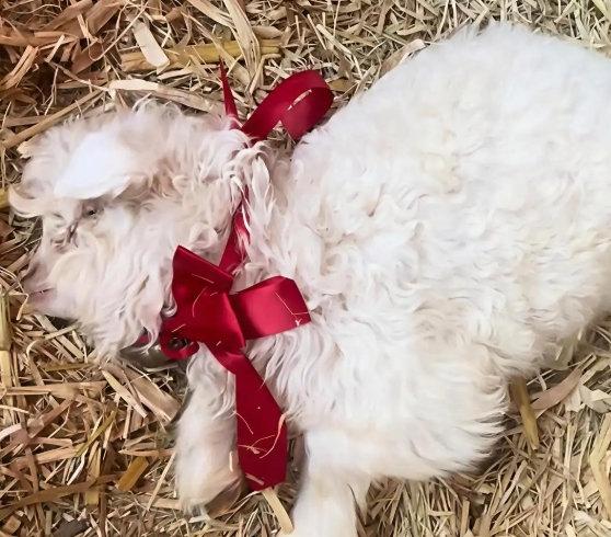 宁夏一只刚满月的小羊，在集市上把“装死”演成了连续剧：大人手一伸，它啪叽倒地，四