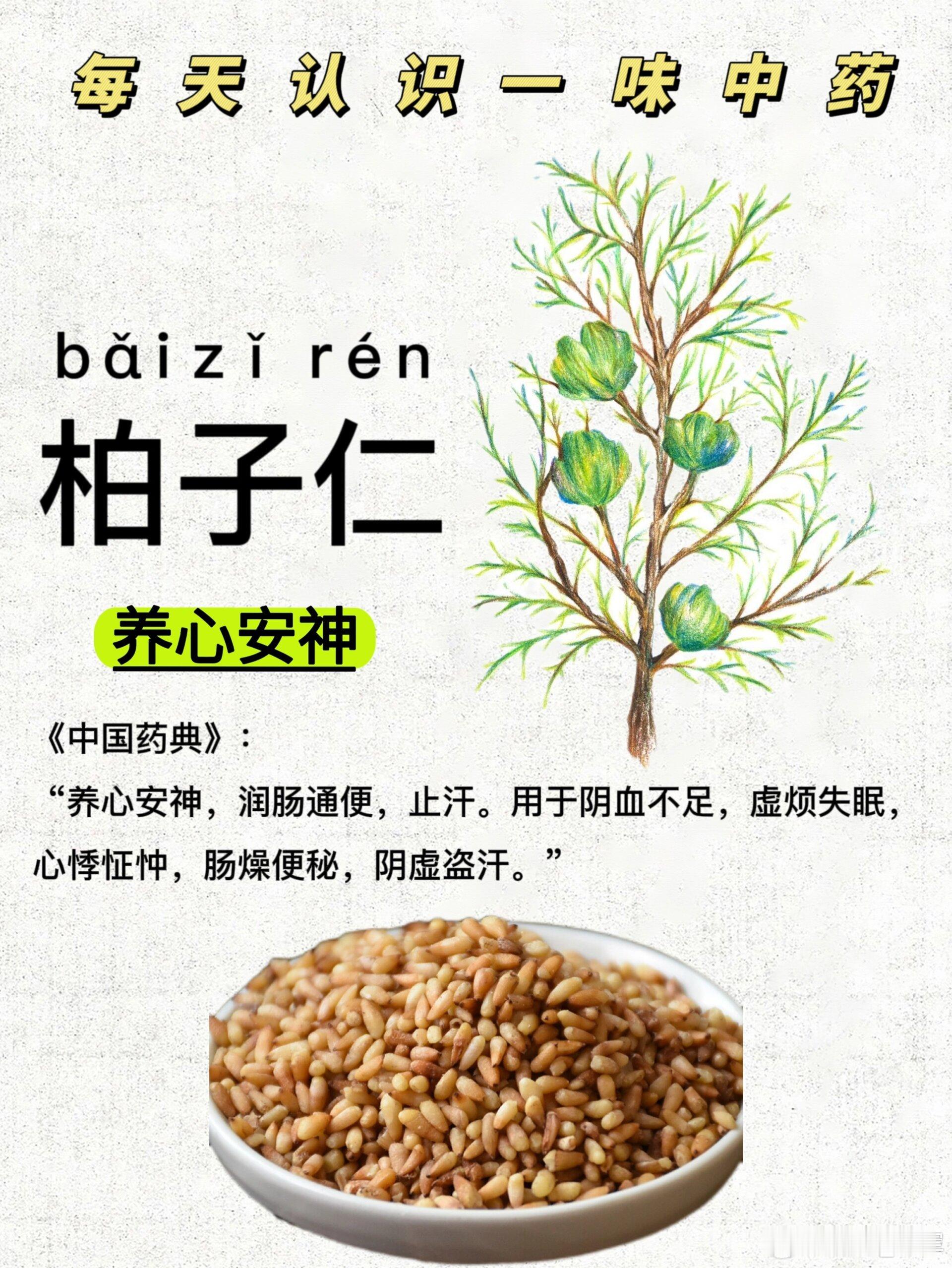 柏子仁：不补肾，却比补肾更“猛”？中医心肾相交的智慧昔人有疑：柏子仁本为补心之药