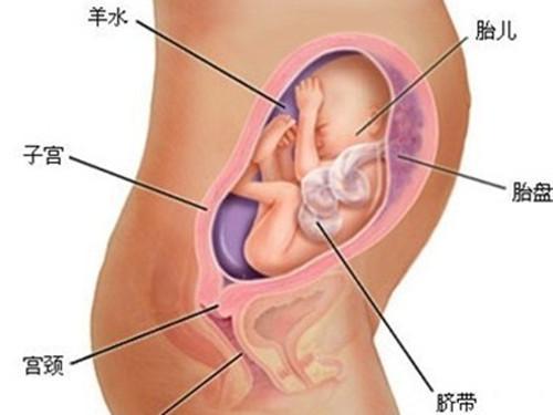 孕六个月胎儿长多大了? 怀孕六个月吃什么对胎儿好