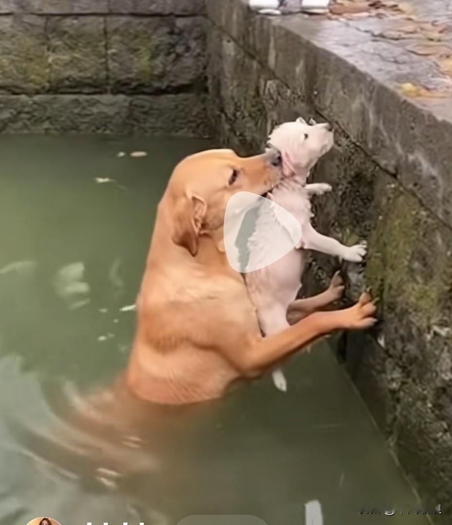 小狗不慎坠入池塘，幸好狗妈妈就在身旁。它毫不犹豫纵身跳下，死死咬住小狗，拼尽全力