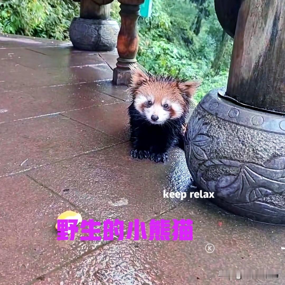 瓦屋山景区免门票，趁着周末有时间去游玩了一下。可惜天公不作美，中途下起了淅淅沥沥