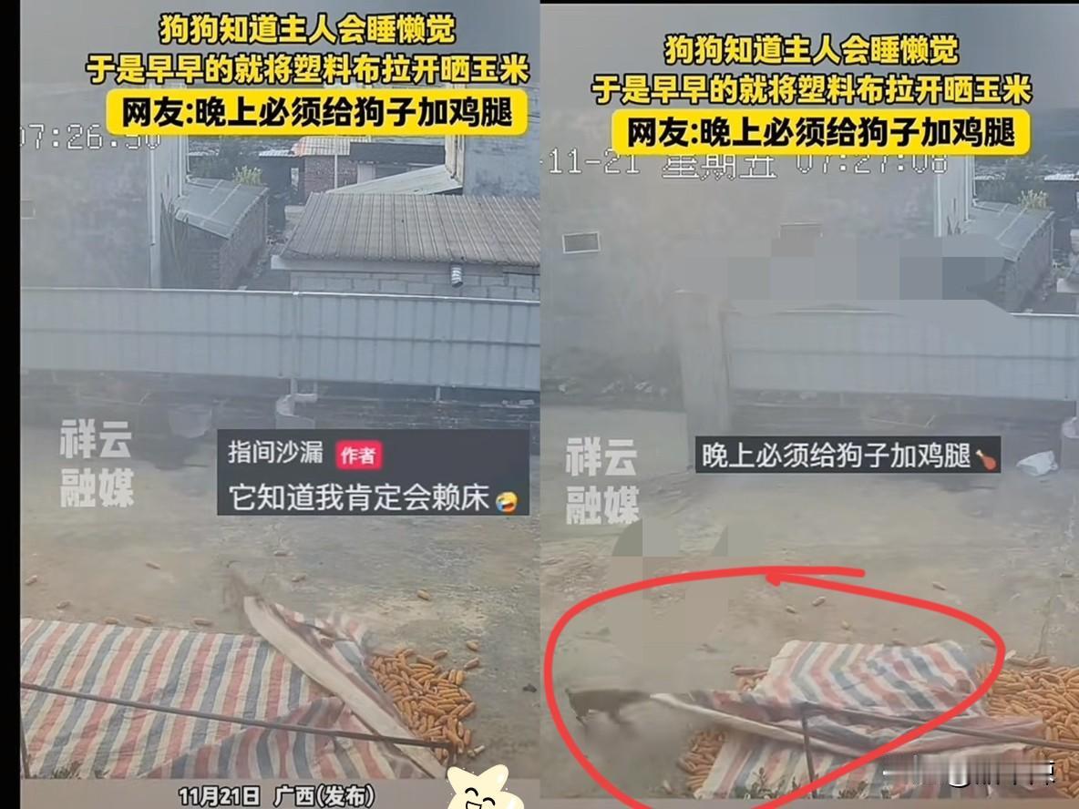 广西，一狗主人这天早上睡了个赖觉，醒了才拍脑袋想起没扯篷布，冲到院子一看直接惊住