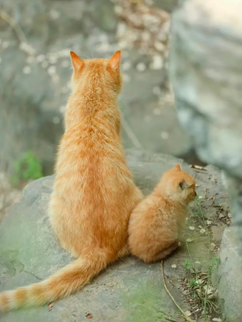 有妈妈在就不算是流浪猫