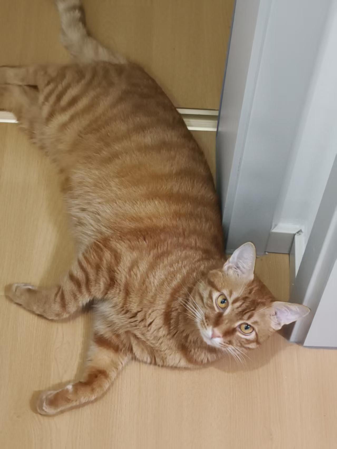 你看看眼前这只胖乎乎的小橘猫，真是一只有大福报的小家伙。当初才满月，孤零零蹲在