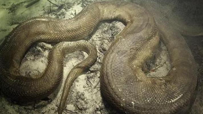 男子在巴西雨林拍到罕见大蛇, 八米长巨型森蚺!