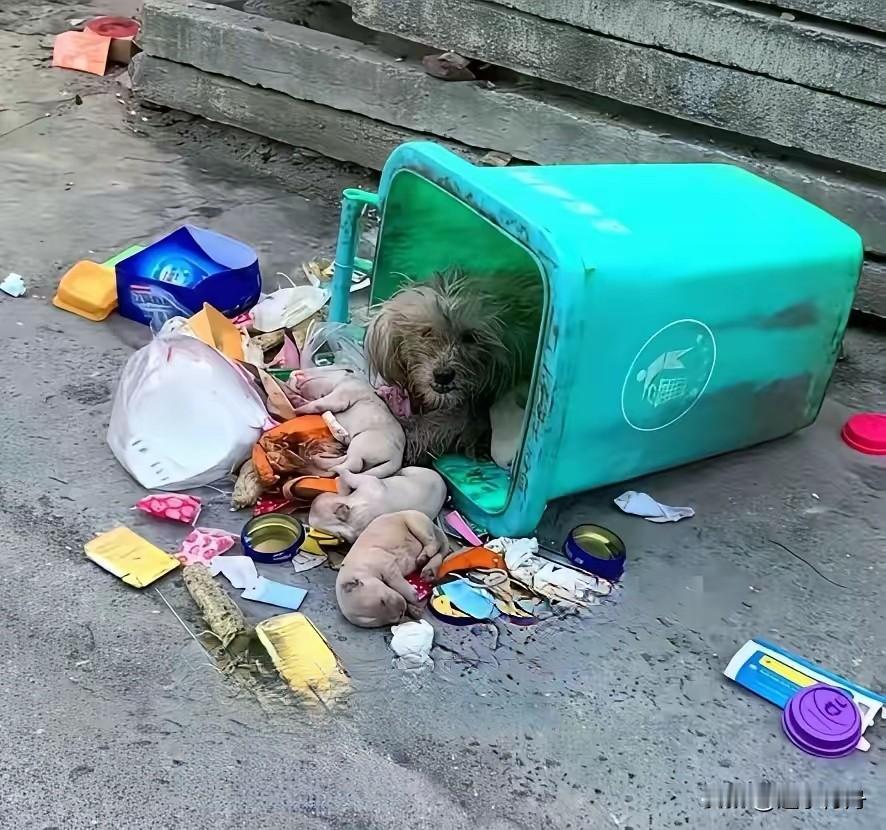小狗一家被人打包丢到了垃圾桶，谁能救救它们？它生了一窝小狗后主人觉得太麻烦就把它