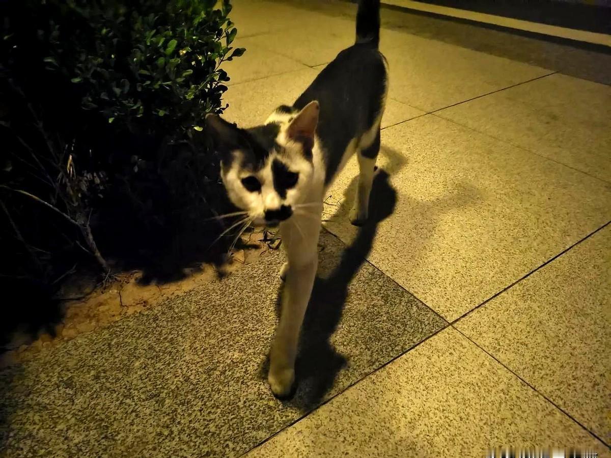 “狗来富？我失业那天，一只瘦猫蹲门口。”网友@阿九跟帖：我也被裁，狗粮涨到38