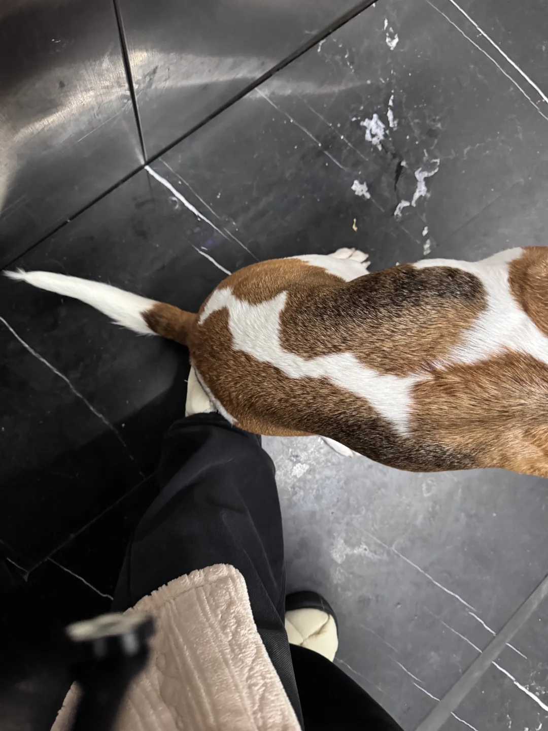 我觉得地上有点脏，就让它坐我脚上