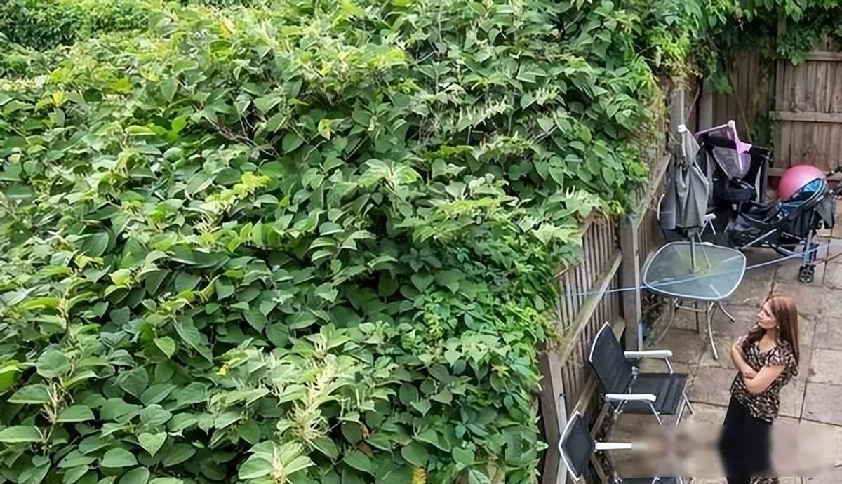 令英国痛苦的“入侵花”，在中国沦为咸菜，吃到人工种植成笑谈去年我在伦敦看房，中