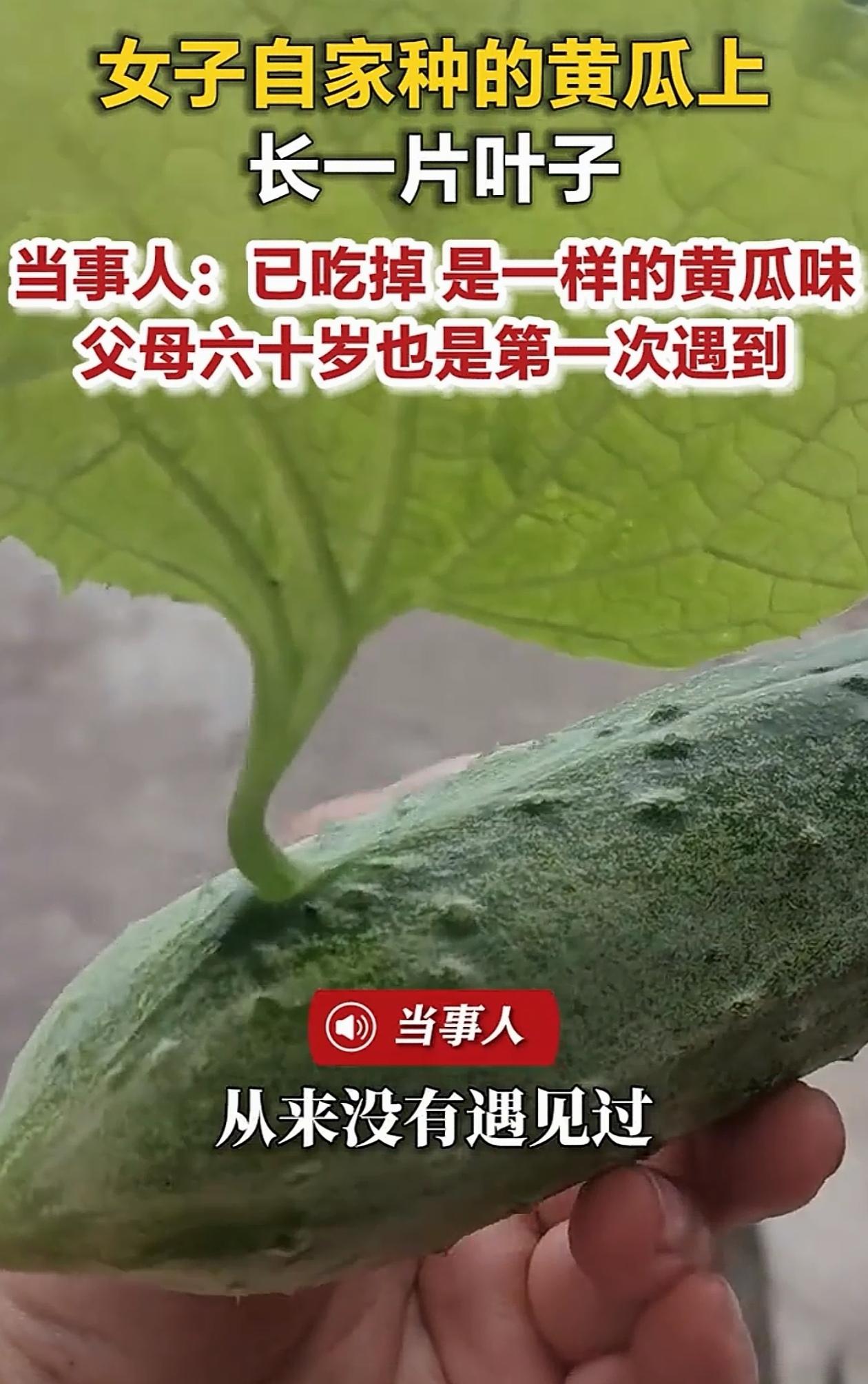 活久见！四川广安，女子口渴了去自家地里摘黄瓜吃，却发现一根黄瓜上面竟然长出了一片