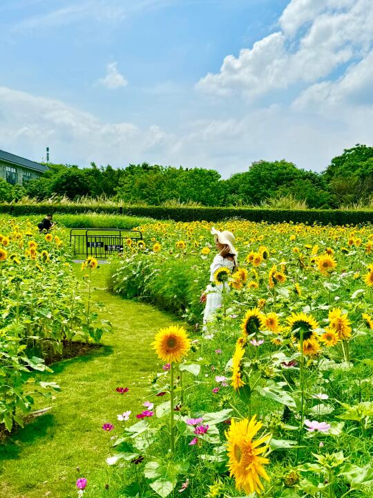 5.21实况📷广州地铁直达向日葵花海已开好🌻