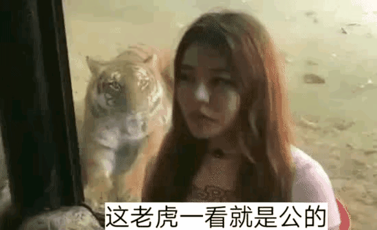 哎呀我去，老虎都吓成这样，太强悍了吧[捂脸哭]