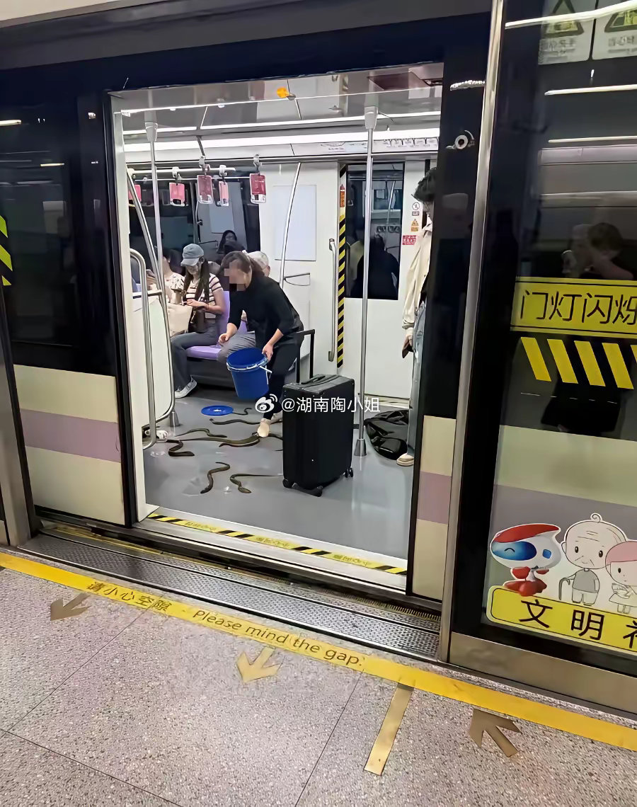 最近，上海地铁因大闸蟹闹了乌龙。一对小情侣拎着捆好的螃蟹坐6号线，被安检拦下，称