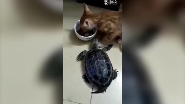 乌龟怎么杀死 14476904040470391196.jpg?id=0