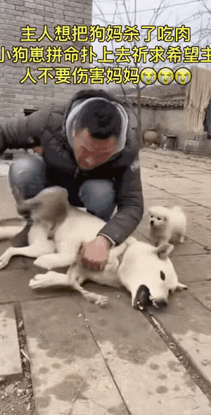 真的被这只小狗宝狠狠戳中了！小小一只却拼尽全力护着妈妈，这份勇气