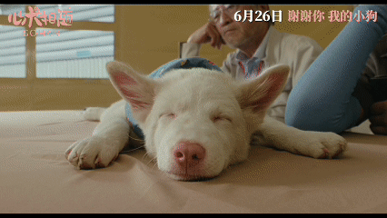姥姥的外孙团队新作心犬相随定档谁能拒绝白毛粉鼻小可爱啊，看得heart软软。《