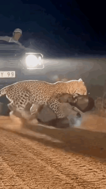 在野外被豹子哥扑到该怎么办？没有凶恶的豹子，只有勇敢的狗狗……小黑和伙伴非要驾车