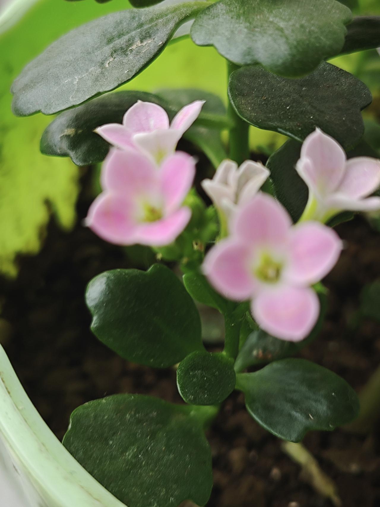 我家的长寿花也太给力了，开了快两个月，一茬接着一茬，虽说每次就几朵，但粉粉嫩嫩的