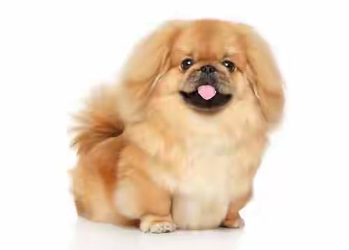 养狗人士是不是都特别善良？这可不能一概而论。有些养狗人确实善良有爱心。他们精心