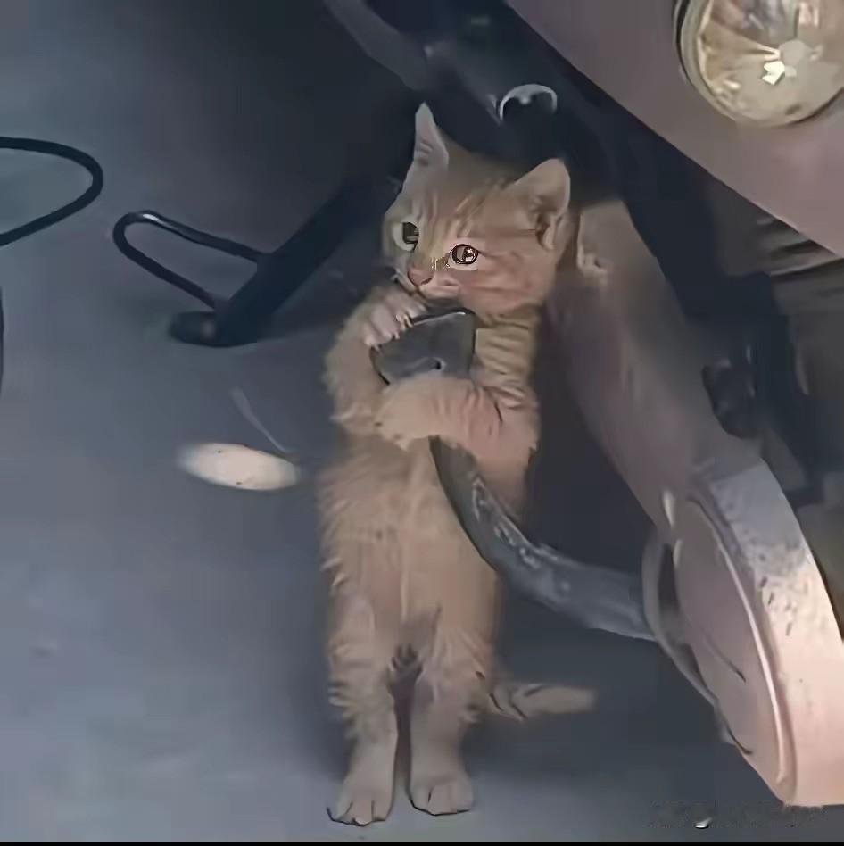 男子骑摩托摔进沟，修车时遇“泥团猫”抱车不放，结局暖哭了小伙骑摩托意外摔进