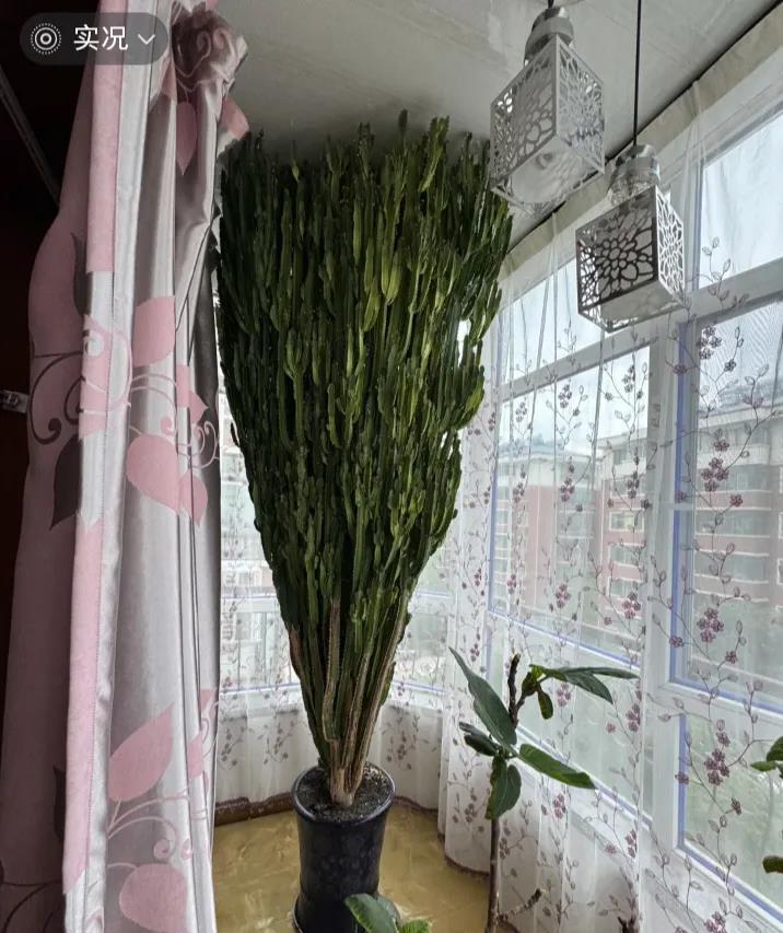 十几年的龙骨，长到顶天花板。