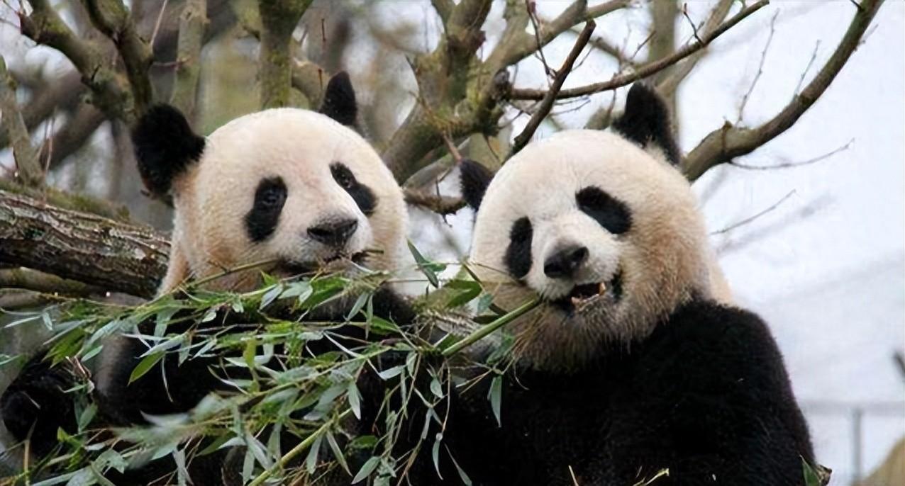 马克龙来中国讨熊猫！熊猫每年租金2000万，吃的竹子每公斤600元 这次