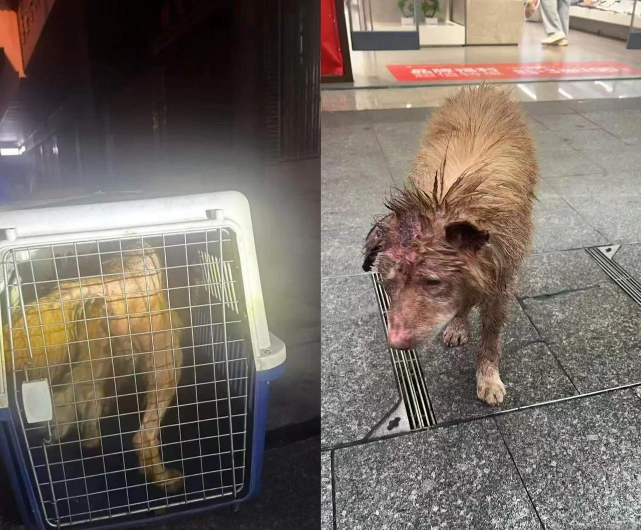 头上带血的狗狗，是被从宰杀人手上逃脱的狗狗，头被打破晕死过去用开水烫，在拔毛的时